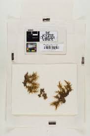 Attēlu rezultāti vaicājumam “Dicranum polysetum sporophyte”