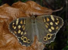Attēlu rezultāti vaicājumam “Pararge aegeria upperside”