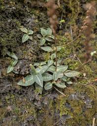 Attēlu rezultāti vaicājumam “Goodyera repens bud”