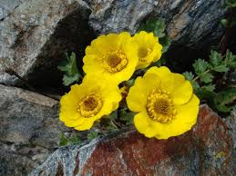 Attēlu rezultāti vaicājumam “Geum x intermedium”