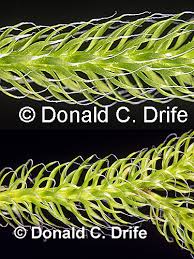 Attēlu rezultāti vaicājumam “Lycopodium dubium”