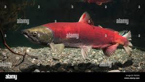Image result for Oncorhynchus nerka