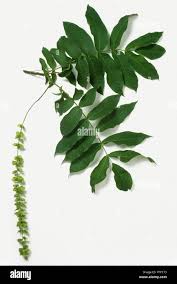 Attēlu rezultāti vaicājumam “Pterocarya fraxinifolia leaf”