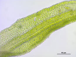 Attēlu rezultāti vaicājumam “Gymnostomum calcareum”