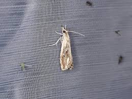 Attēlu rezultāti vaicājumam “Catoptria verellus”