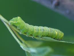 Attēlu rezultāti vaicājumam “Brachionycha nubeculosa”