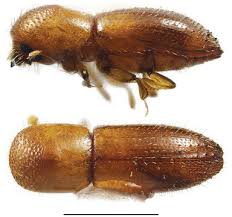 Attēlu rezultāti vaicājumam “Scolytidae”