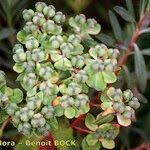 Attēlu rezultāti vaicājumam “Euphorbia palustris fruit”