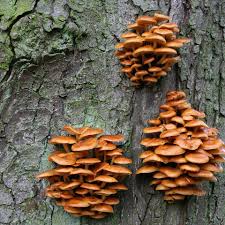 Attēlu rezultāti vaicājumam “fungi”