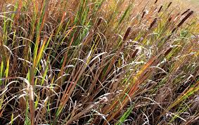 Attēlu rezultāti vaicājumam “Typha angustifolia  leaf”