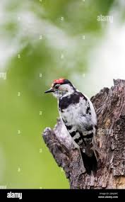 Attēlu rezultāti vaicājumam “Dendrocopos minor male”