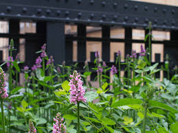 Attēlu rezultāti vaicājumam “Stachys officinalis”