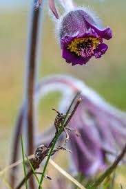 Attēlu rezultāti vaicājumam “Pulsatilla pratensis flower”