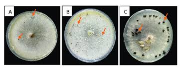 Attēlu rezultāti vaicājumam “Cladonia botrytes”