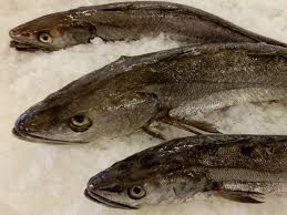 Image result for Merluccius merluccius
