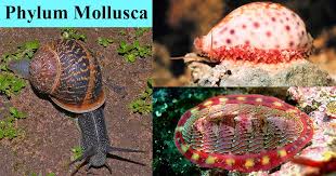 Attēlu rezultāti vaicājumam “Mollusca”