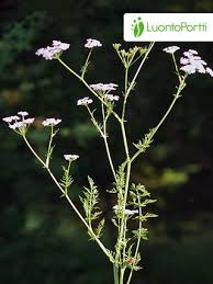 Image result for Carum carvi