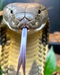 Attēlu rezultāti vaicājumam “Serpentes”