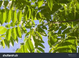 Attēlu rezultāti vaicājumam “Juglans mandshurica leaf”