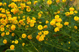 Attēlu rezultāti vaicājumam “Ranunculus acris”