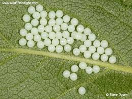 Attēlu rezultāti vaicājumam “Spilosoma lutea larva”