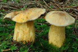 Attēlu rezultāti vaicājumam “Suillus variegatus”