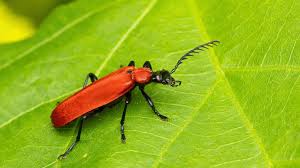 Attēlu rezultāti vaicājumam “Pyrochroidae”