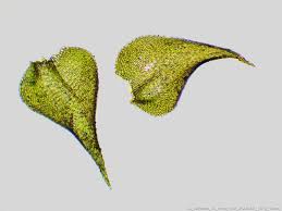 Attēlu rezultāti vaicājumam “Mnium lycopodioides”