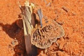 Attēlu rezultāti vaicājumam “Gloeophyllum abietinum”