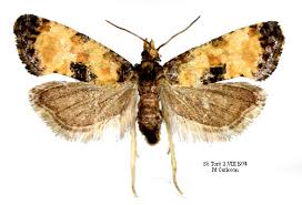 Attēlu rezultāti vaicājumam “Cochylis dubitana”