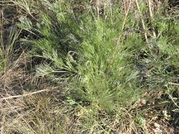 Attēlu rezultāti vaicājumam “Artemisia campestris leaf”
