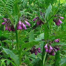 Attēlu rezultāti vaicājumam “Symphytum officinale leaf”
