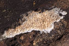 Attēlu rezultāti vaicājumam “Mycoacia fuscoatra”