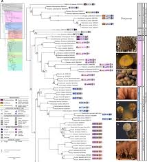 Attēlu rezultāti vaicājumam “Arcyria, Heterotrichia sp.”