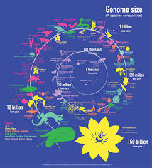 Image result for genome sizes