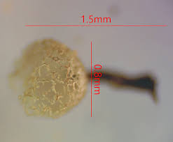 Attēlu rezultāti vaicājumam “Cribraria piriformis young”