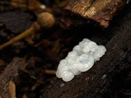 Attēlu rezultāti vaicājumam “Tremella encephala”