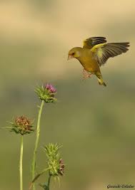 Attēlu rezultāti vaicājumam “Diachea subsessilis young”
