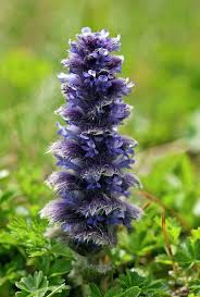 Attēlu rezultāti vaicājumam “Ajuga pyramidalis”