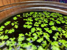 Attēlu rezultāti vaicājumam “Ricciocarpos natans”