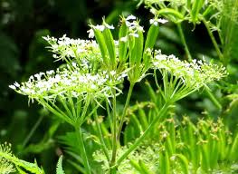 Image result for Myrrhis odorata