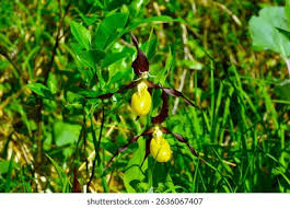 Attēlu rezultāti vaicājumam “Cypripedium calceolus flower”