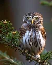Attēlu rezultāti vaicājumam “Glaucidium passerinum”