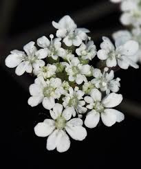 Attēlu rezultāti vaicājumam “Torilis japonica”