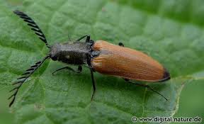 Attēlu rezultāti vaicājumam “Anostirus castaneus”