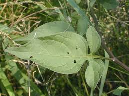 Attēlu rezultāti vaicājumam “Solanum dulcamara leaf”