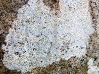 Attēlu rezultāti vaicājumam “Phlyctis agelaea”