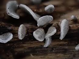 Attēlu rezultāti vaicājumam “Physarum bivalve macro”