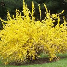 Attēlu rezultāti vaicājumam “Forsythia viridissima”