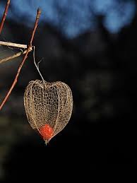 Image result for Lampionblume